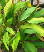 Kurkuma