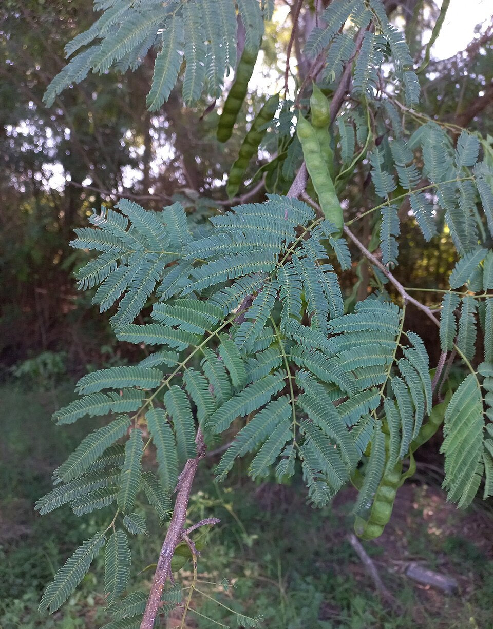 Kurupay Ra