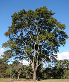 Kurupay Kuru
