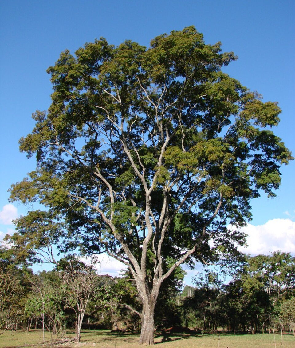 Kurupay Kuru