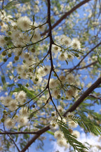 Kurupay Kuru