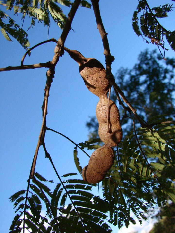 Kurupay Kuru