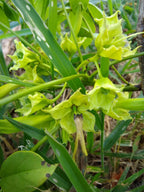 Grüner Lapacho