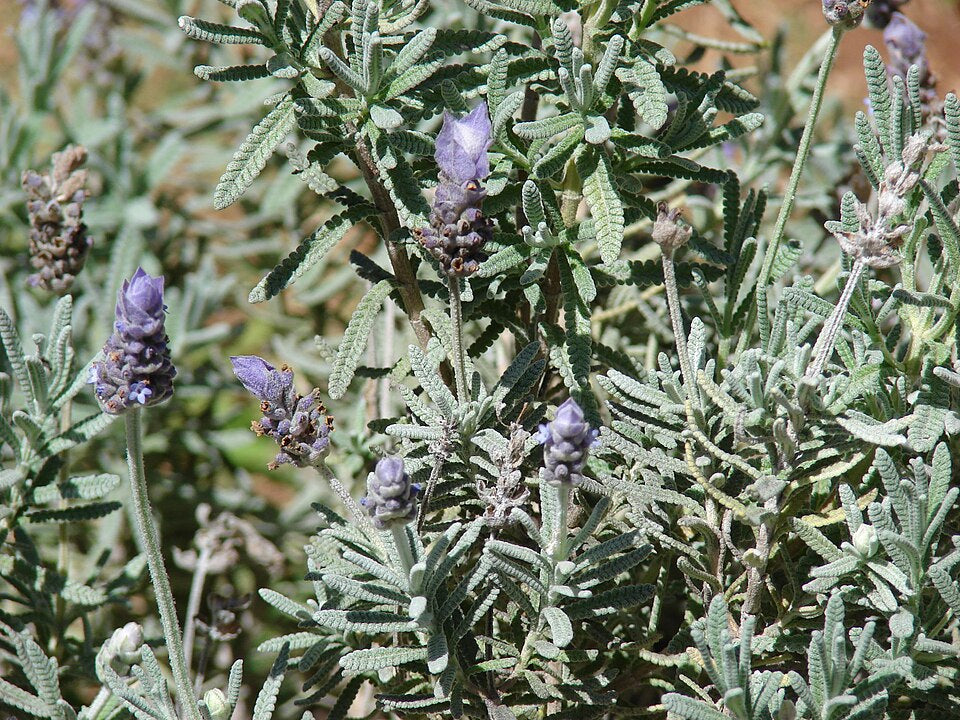 Lavendel