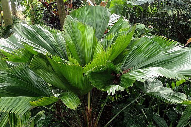 Licuala Palme / Großblättrige Strahlenpalme