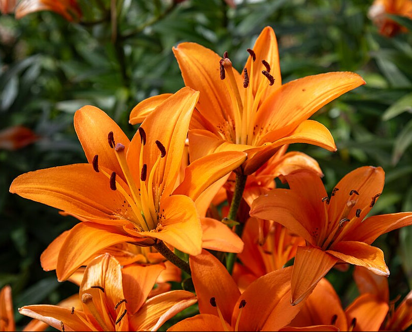 Lilien Zwiebel