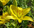 Lilien Zwiebel
