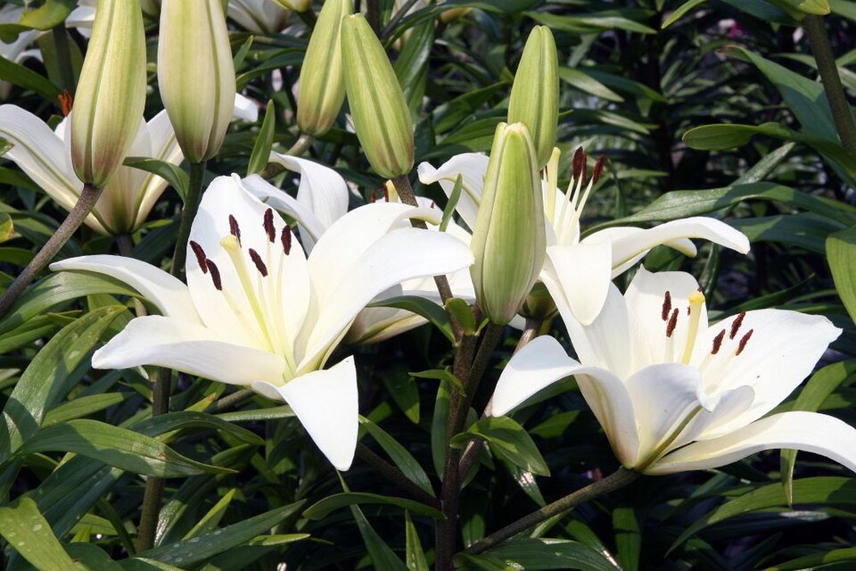 Lilien Zwiebel