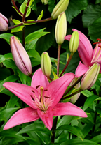 Lilien Zwiebel