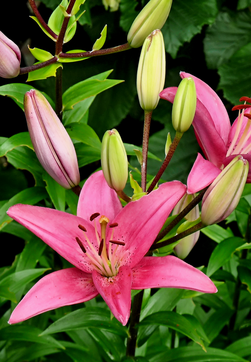 Lilien Zwiebel