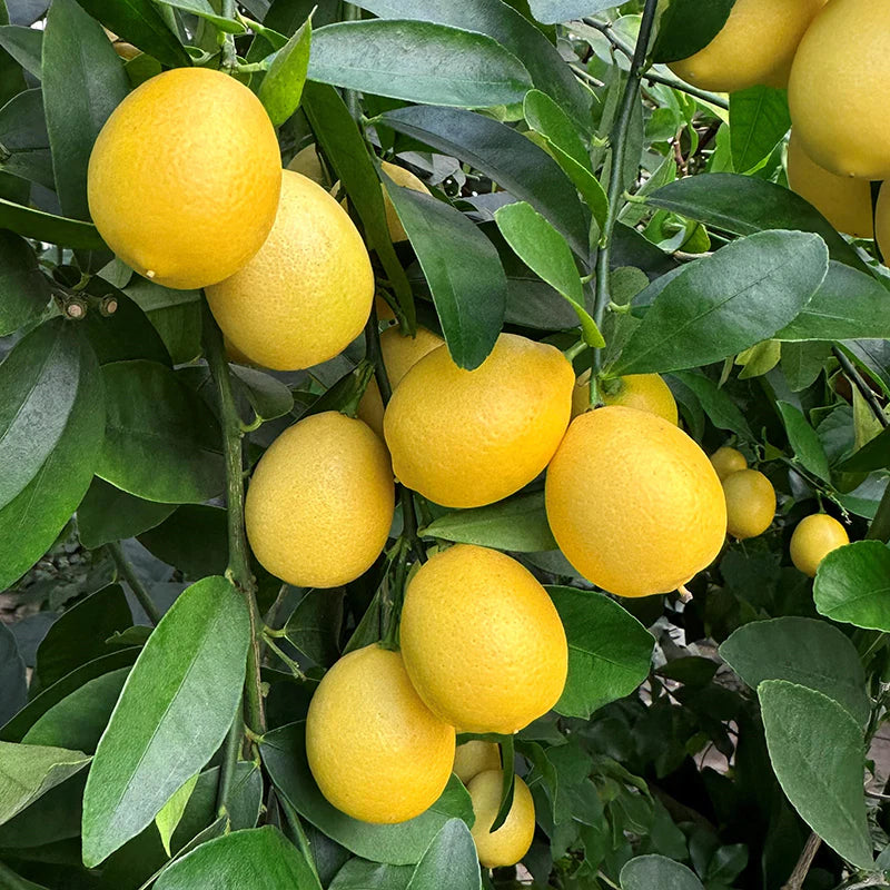 Limequat