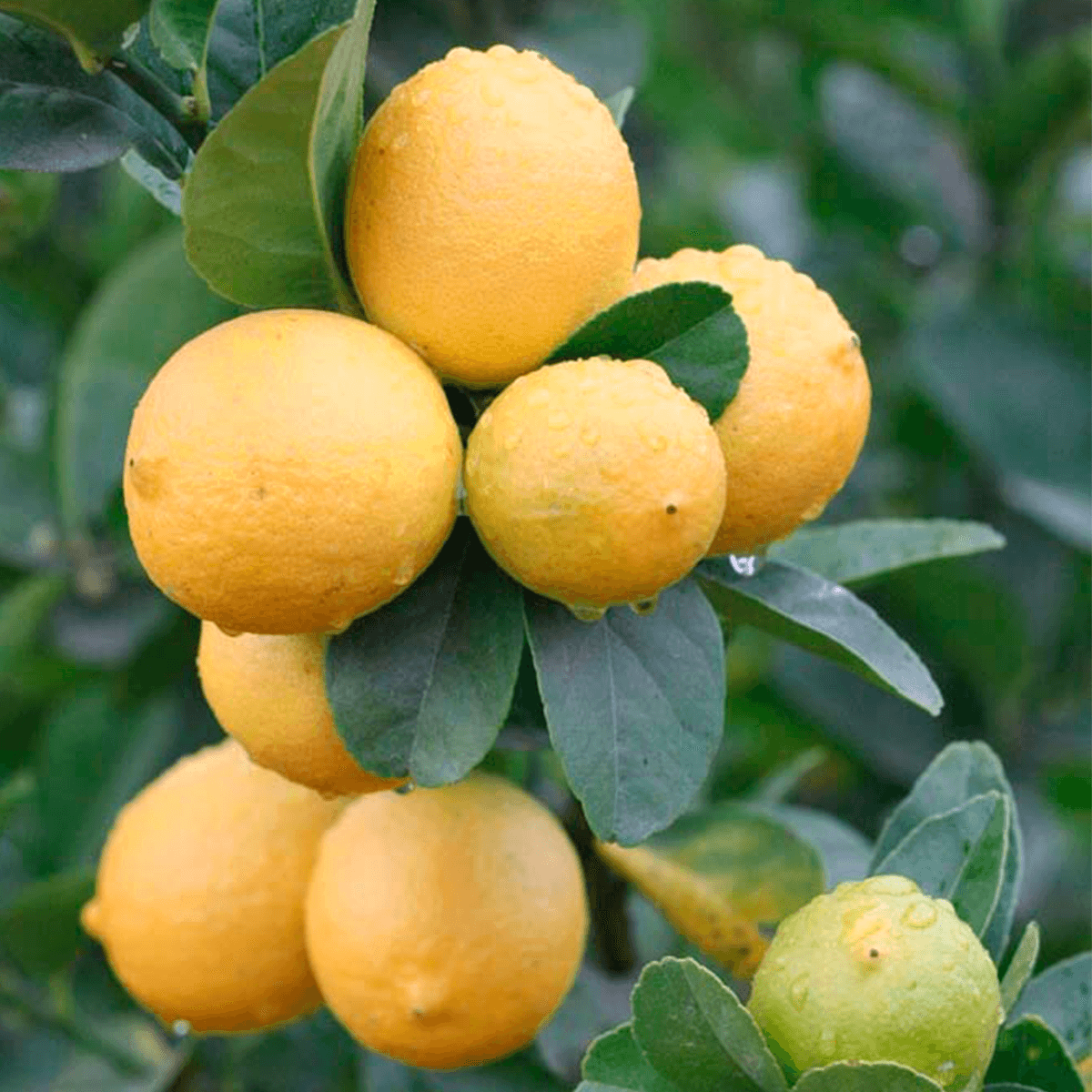 Limette Sutil