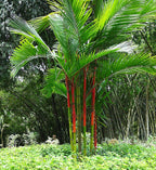 Lipstick Palm