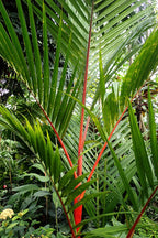 Lipstick Palm