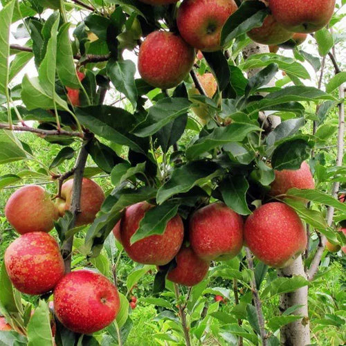 Manzana