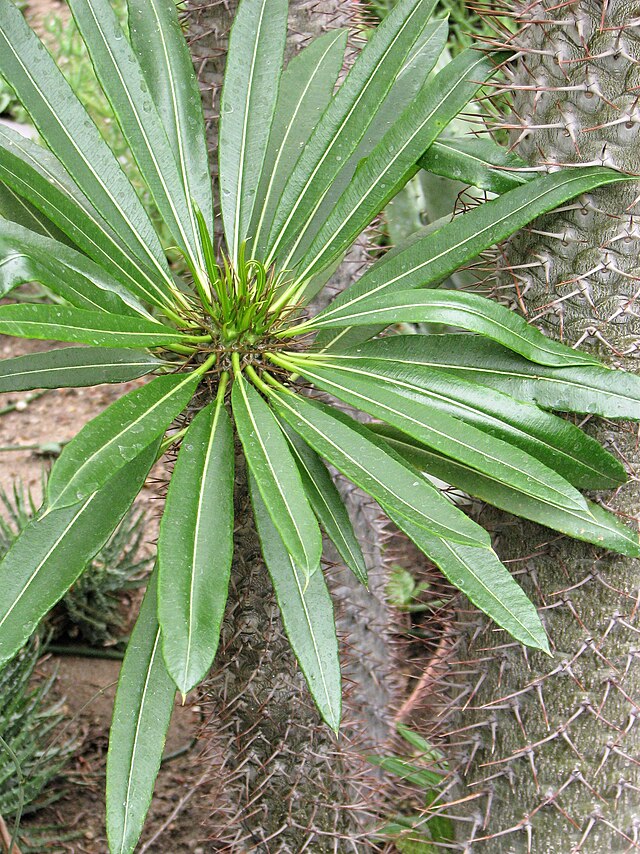 Madagaskarpalme