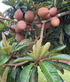 Mamey
