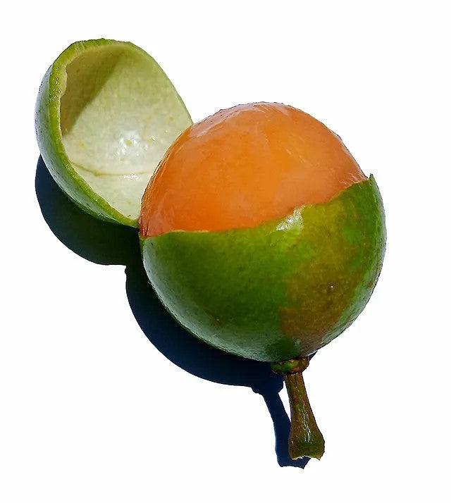 Yvapovo