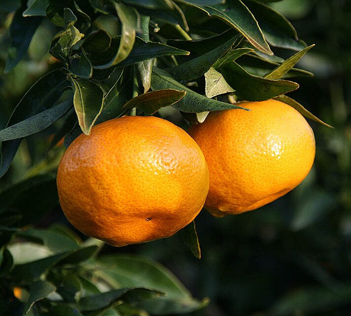 Mandarine