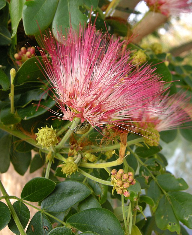 Manduvira