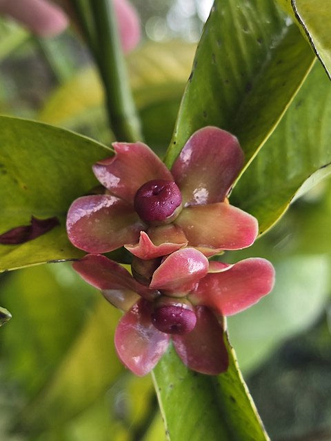 Mangostan