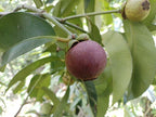 Mangostan
