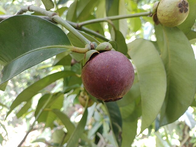 Mangostan