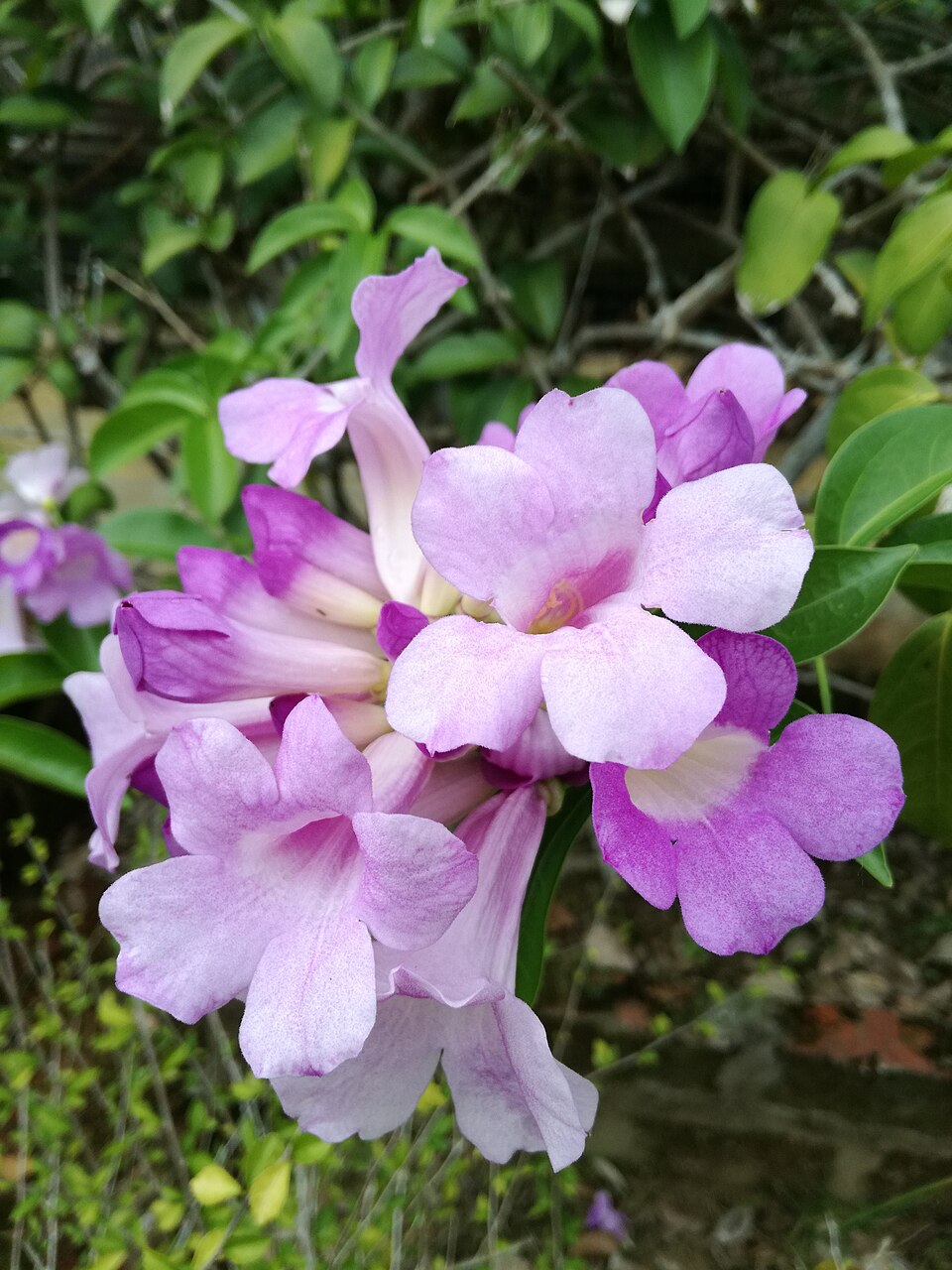 Kletterknoblauch / Mansoa alliacea