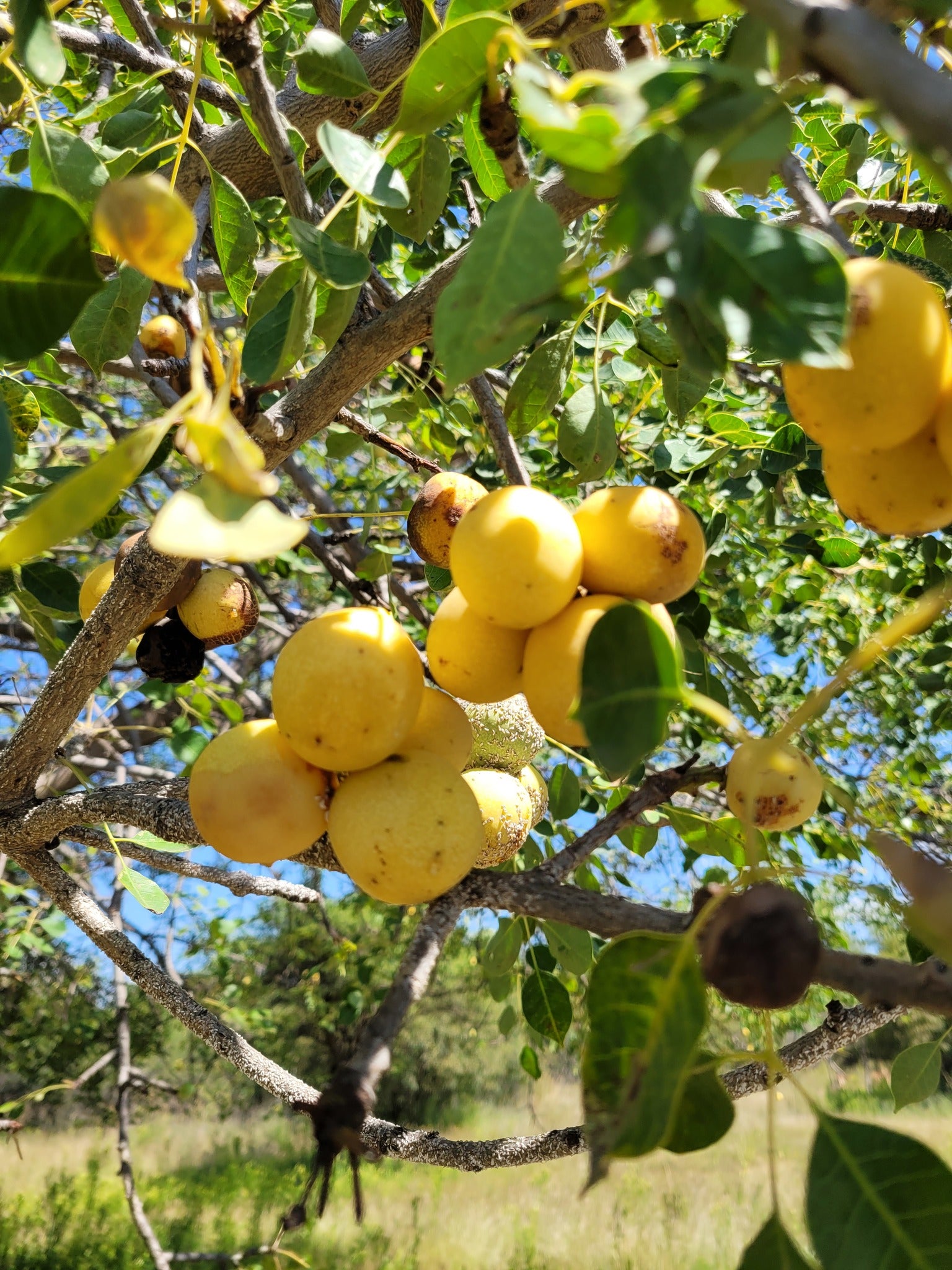 Marula