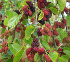 Mulberry