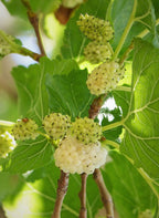 Mulberry