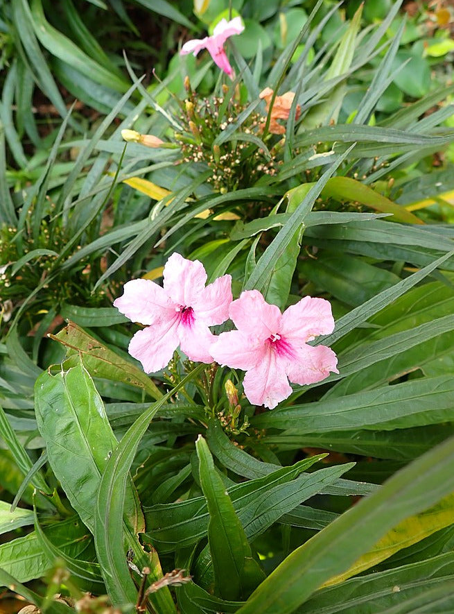 Petunia mexicana