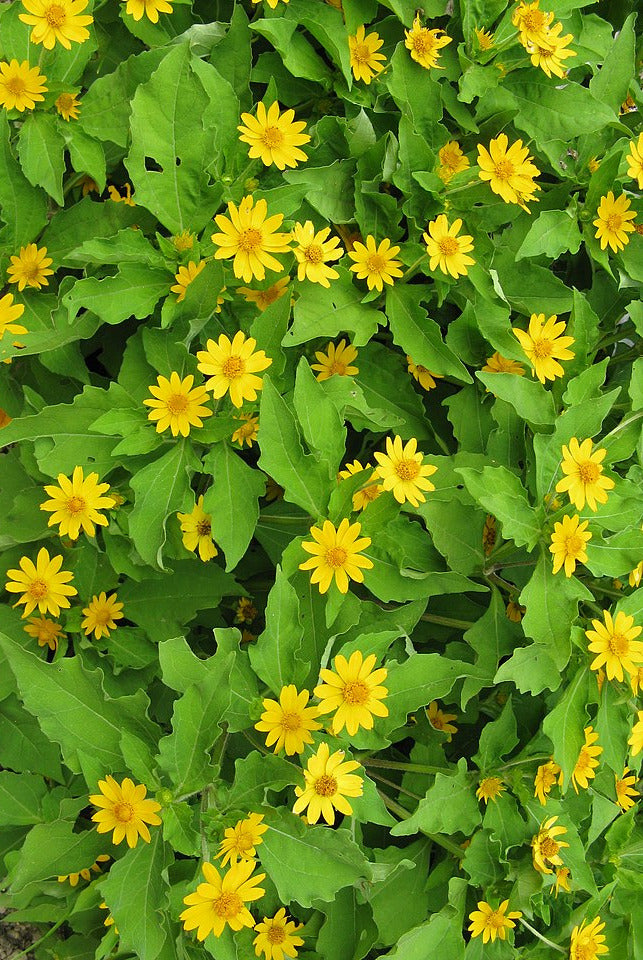 Buttercup Daisy