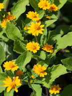 Buttercup Daisy