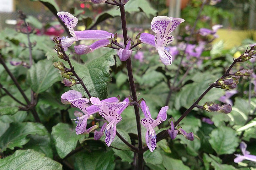 Mona-Lavendel