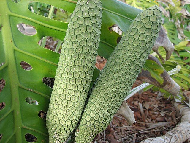 Swiss Cheese Plant
