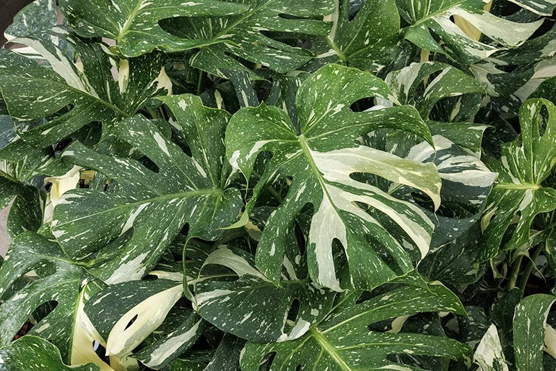 Monstera Deliciosa Thai Constellation