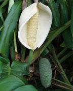 Swiss Cheese Plant