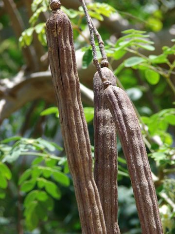 Moringa