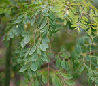 Moringa