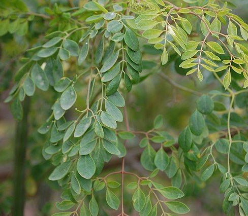 Moringa