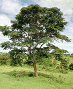 Moringa