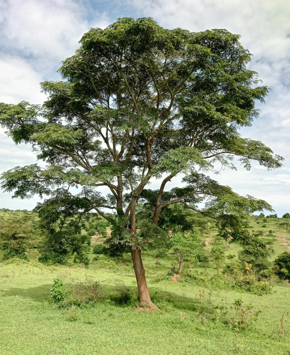 Moringa