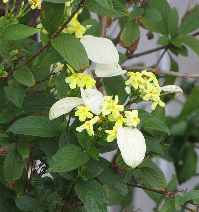 Mussaenda