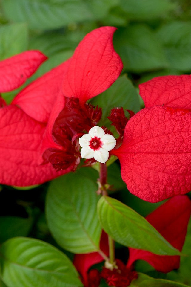 Mussaenda
