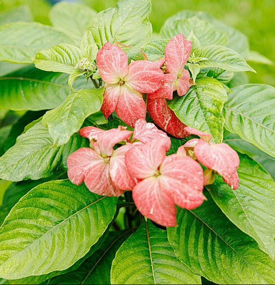 Mussaenda
