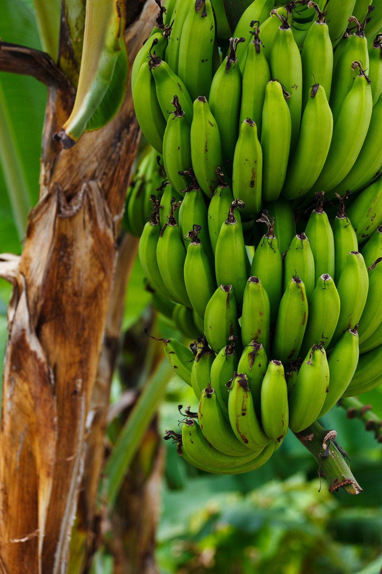 Banana Nanica