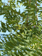 Neem / Niembaum