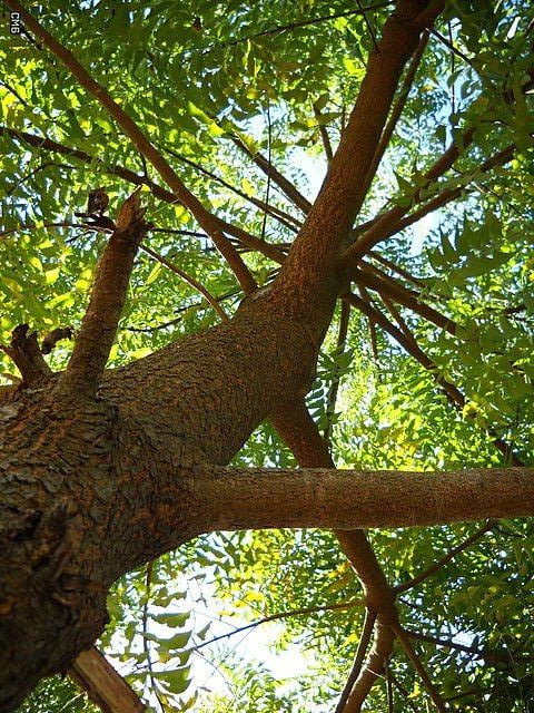 Neem / Niembaum