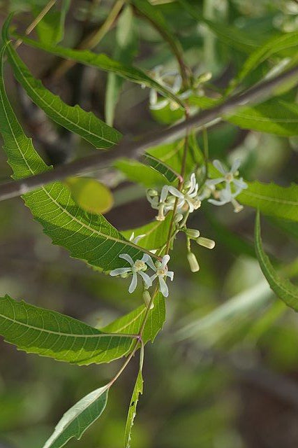 Neem / Niembaum